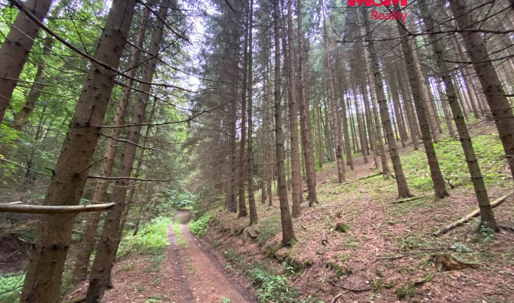 Prodej lesa, 11485 m², Ústí nad Orlicí, Strážná