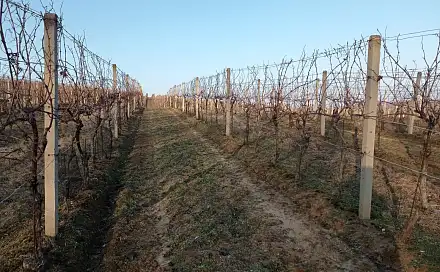 Prodej pozemku 10 093 m², Novosedly, okres Břeclav