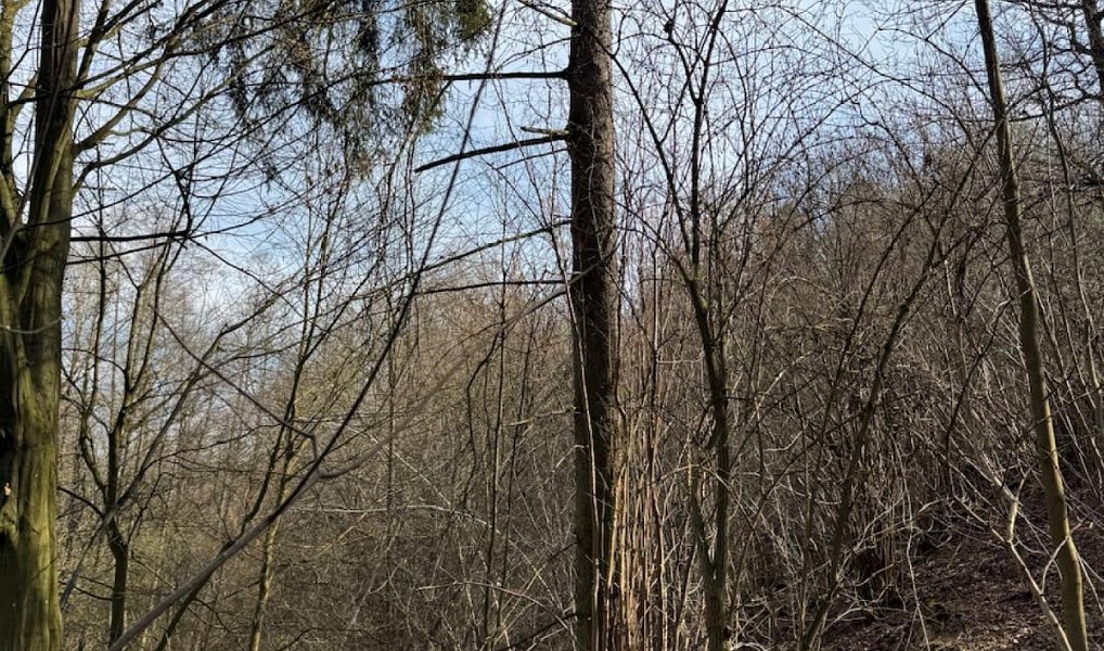Prodej pozemku 23 891 m², Louňovice pod Blaníkem – náhled fotky 20