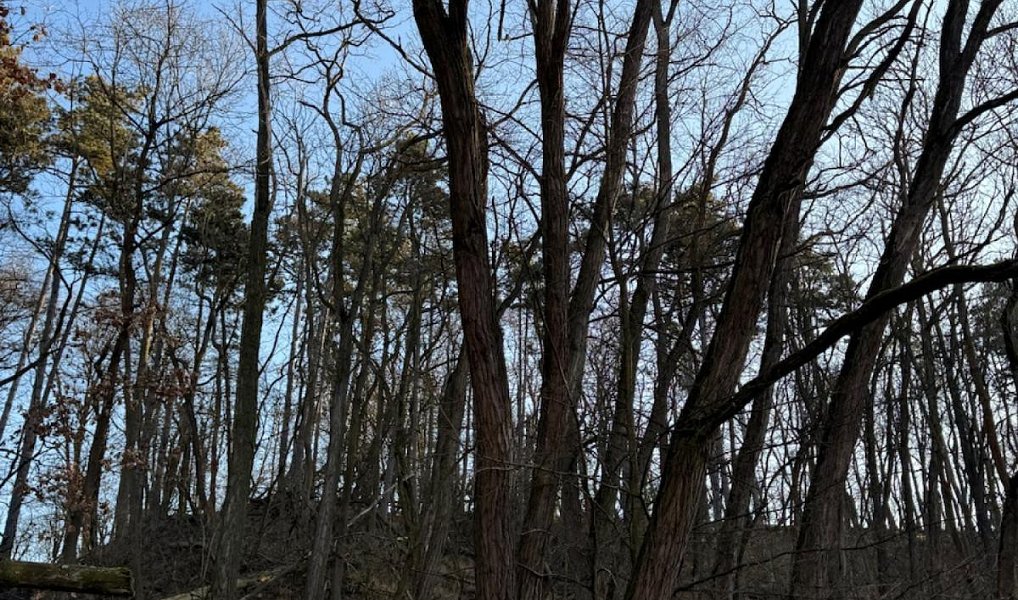 Prodej lesa 14 454 m², Mělnické Vtelno – náhled fotky 8
