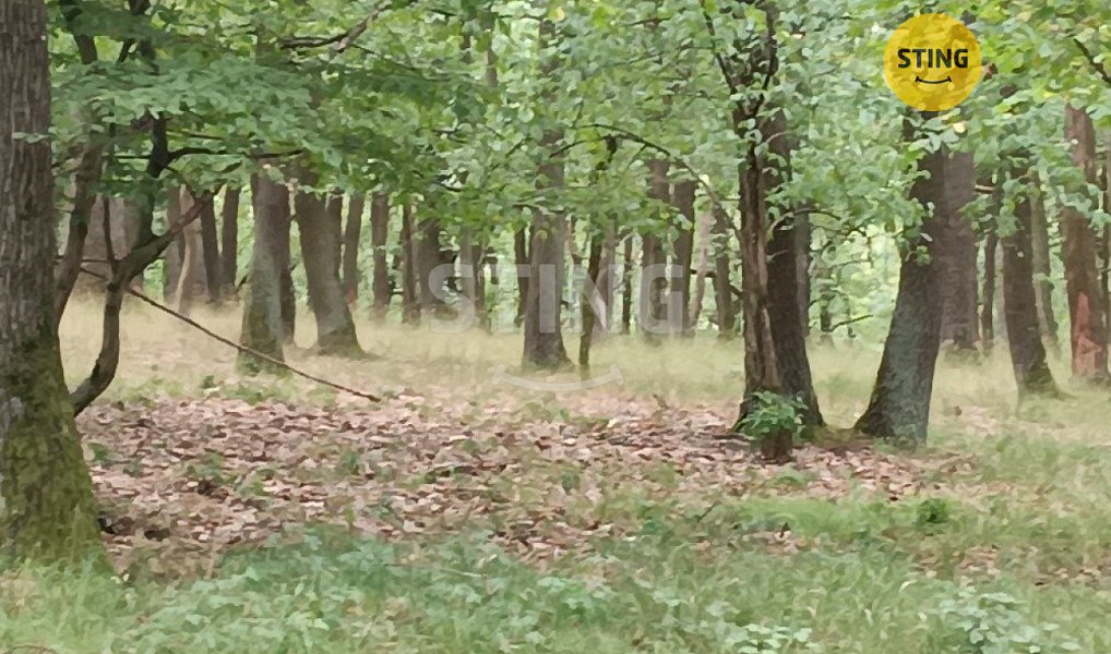 Prodej lesa 2 723 m², Morkůvky – fotka 1 z 6