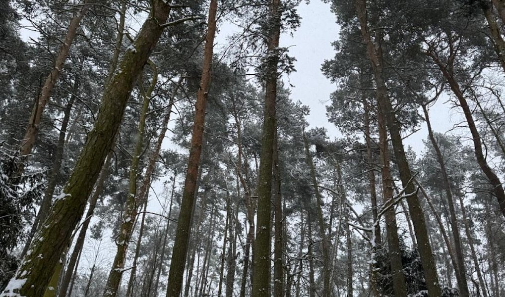 Prodej lesa 2 590 m², Nýřany – náhled fotky 3