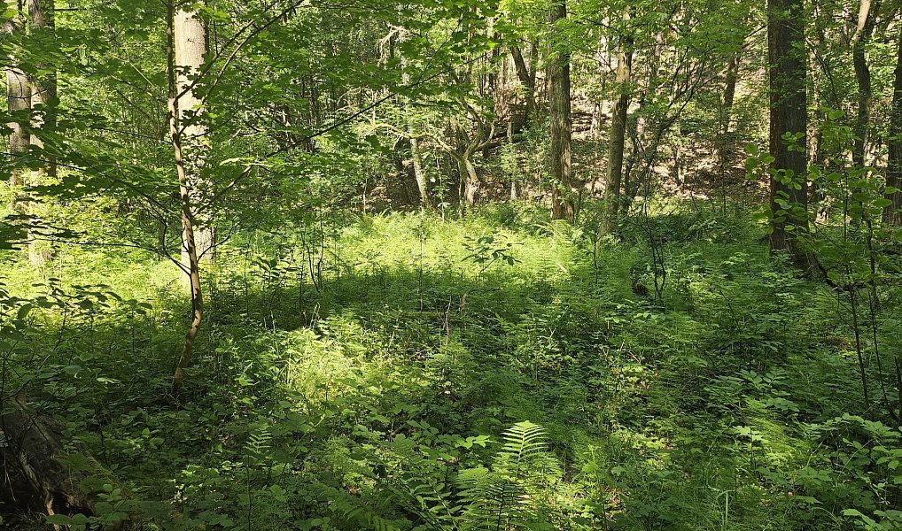 Prodej louky 3 244 m², Boseň – náhled fotky 6