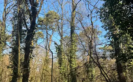 Prodej lesa 877 m², Kolín - Drnovice