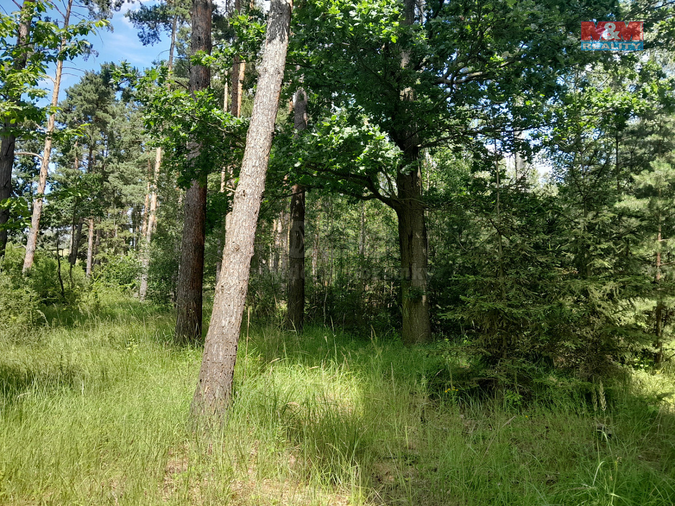Prodej lesa 18 400 m²