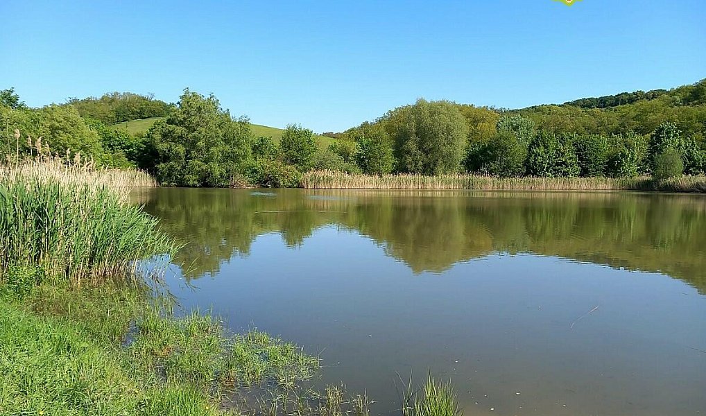 Prodej lesa 6 415 m², Diváky – náhled fotky 12