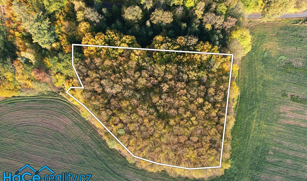 Prodej lesa 5 655 m², Solnice – náhled fotky 4