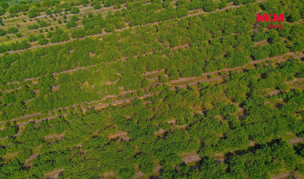 Prodej pole 12 442 m², Rakvice – náhled fotky 12