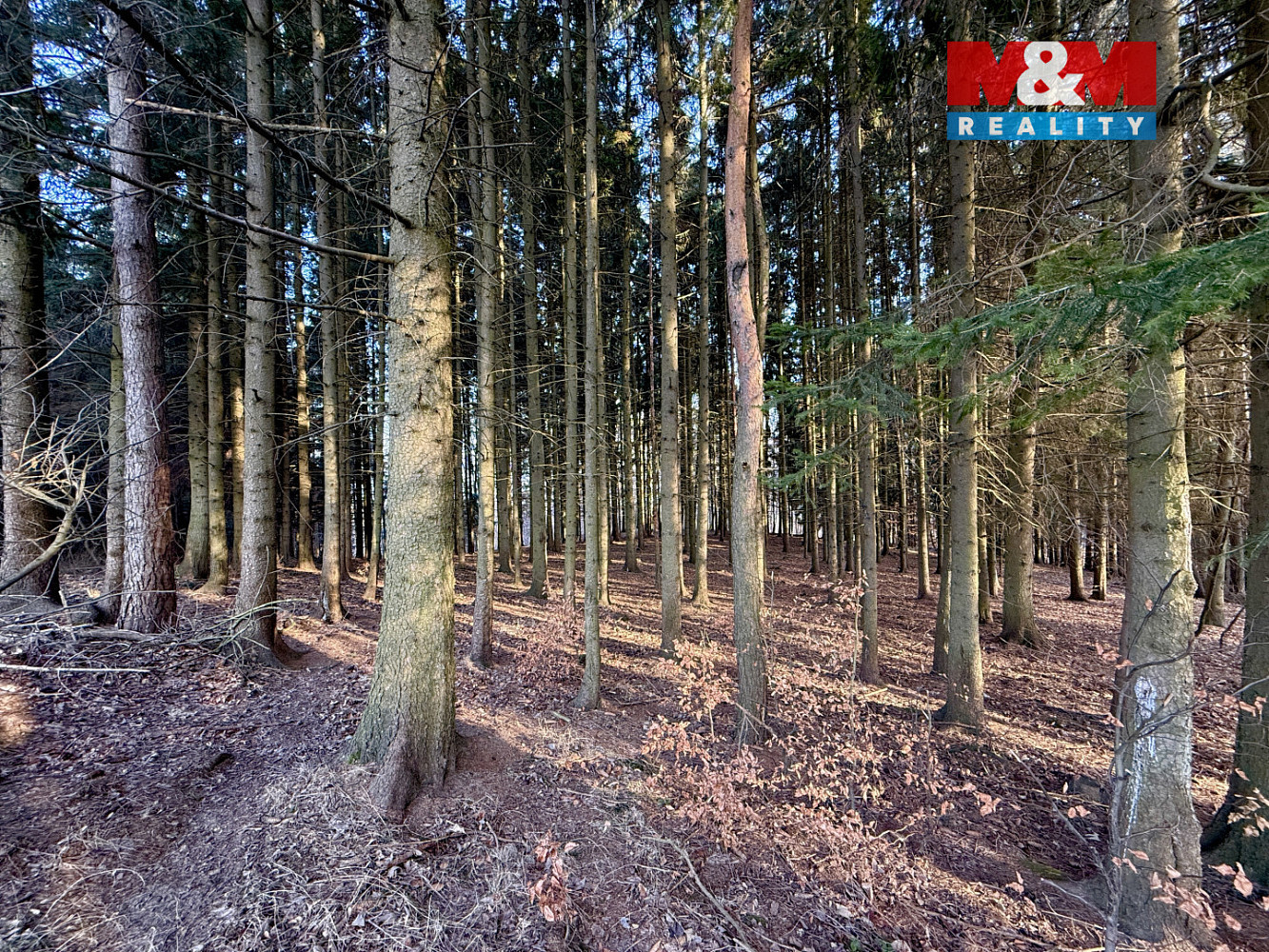 Prodej lesa 81 768 m² — photo 2