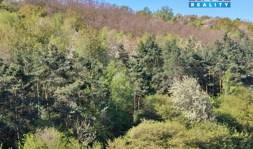 Prodej lesa 5 857 m², Kounice – náhled fotky 6
