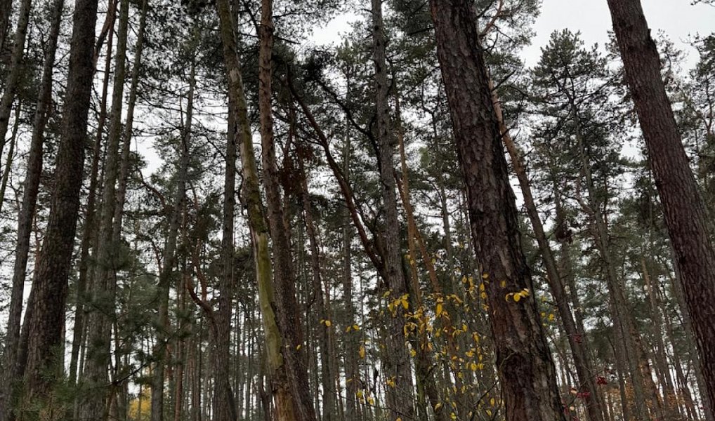 Prodej lesa 7 349 m², Třebestovice – náhled fotky 4