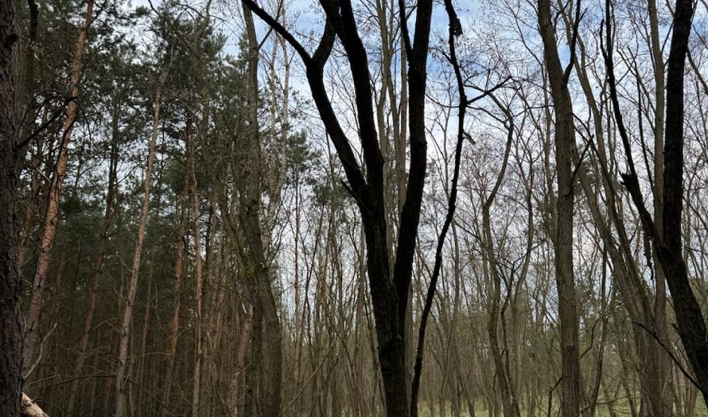 Prodej lesa 76 710 m², Račice – náhled fotky 2