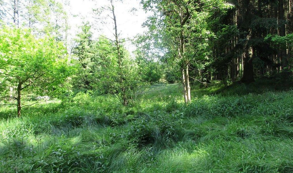 Prodej louky 3 266 m², Velký Šenov – náhled fotky 2
