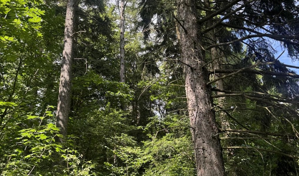 Prodej lesa 6 851 m², Dobříč – náhled fotky 9