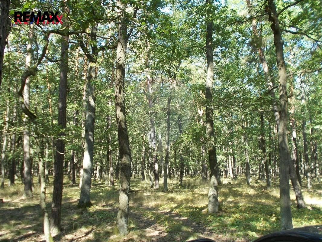 Prodej lesa 38 449 m² — photo 2
