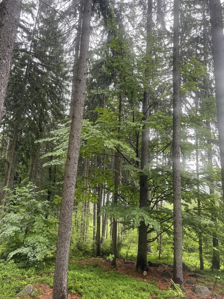 Prodej lesa 1 819 m²