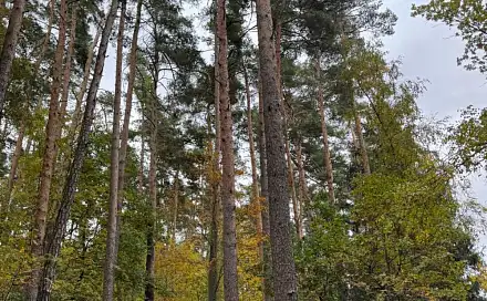 Prodej lesa 1 818 m², Kanice - Veselé