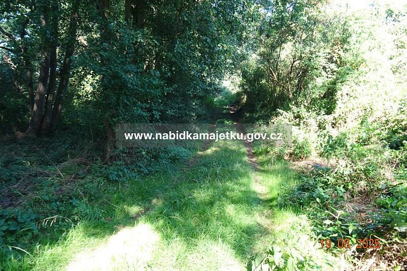 Prodej lesa 439 m² – fotografie 2