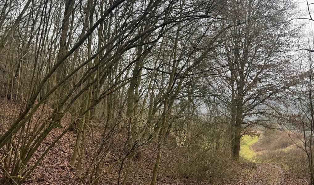 Prodej lesa 26 951 m², Ryjice – náhled fotky 6
