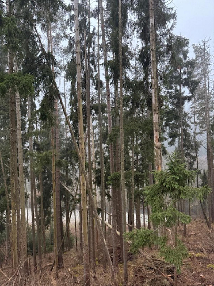 Prodej lesa 24 200 m²