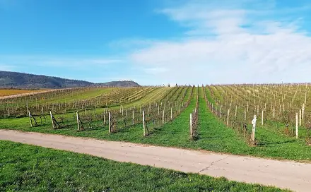 Prodej pozemku 9 794 m², Pavlov, okres Břeclav