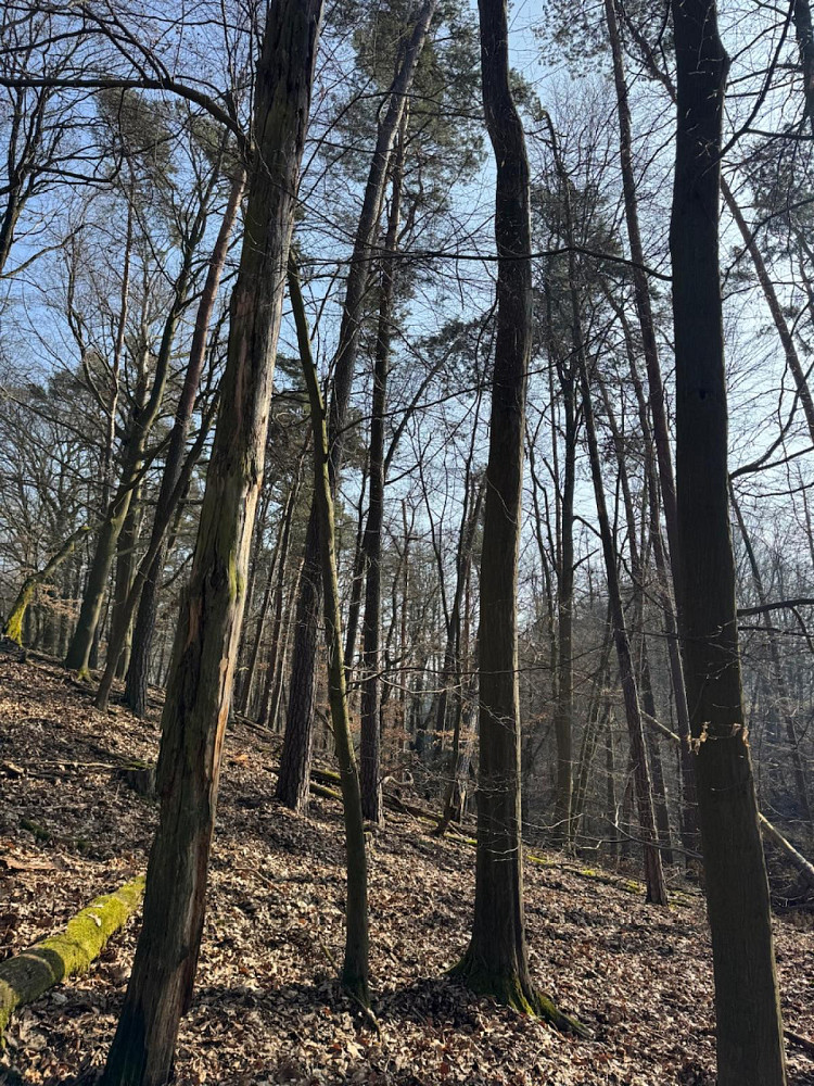 Prodej lesa 10 723 m²