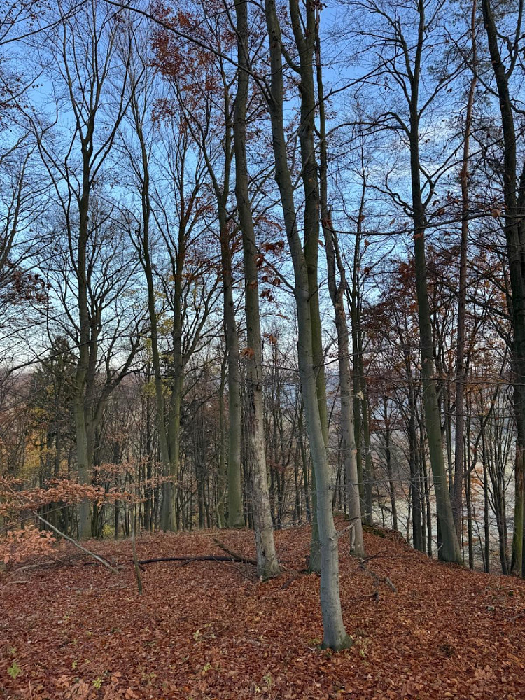 Prodej lesa 9 585 m²