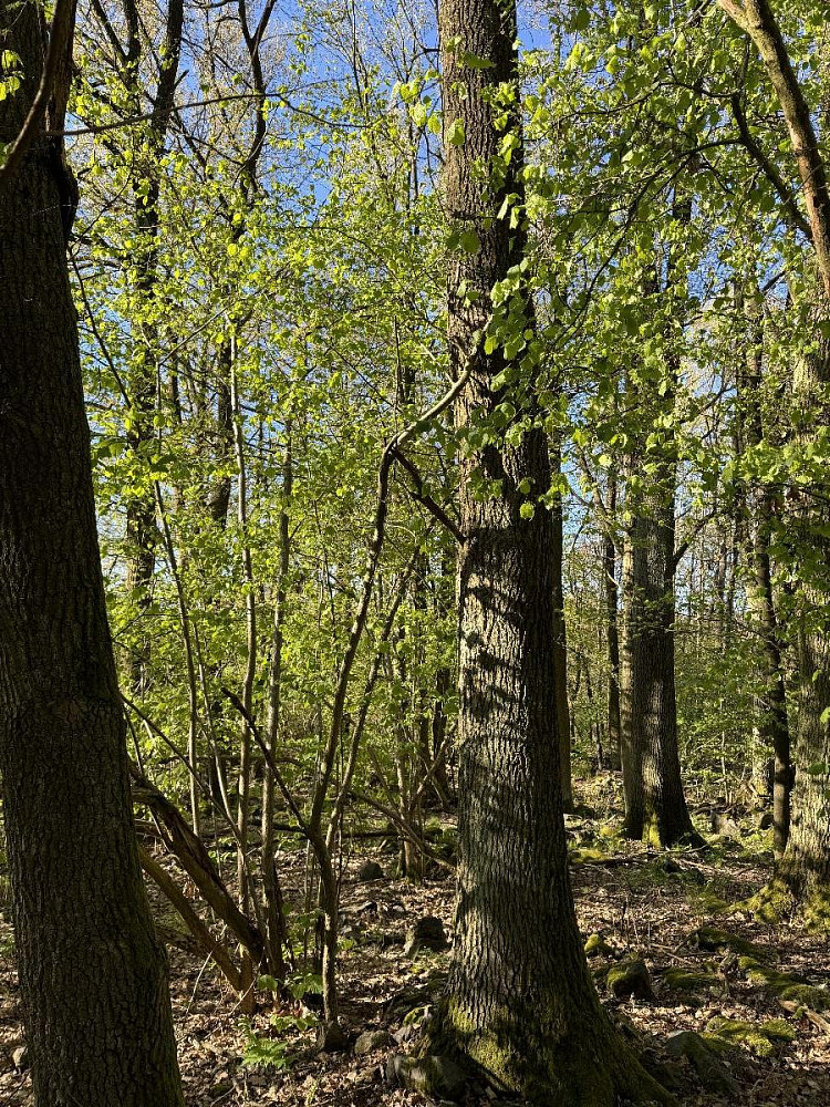 Prodej pozemku 22 012 m² – pohled 5
