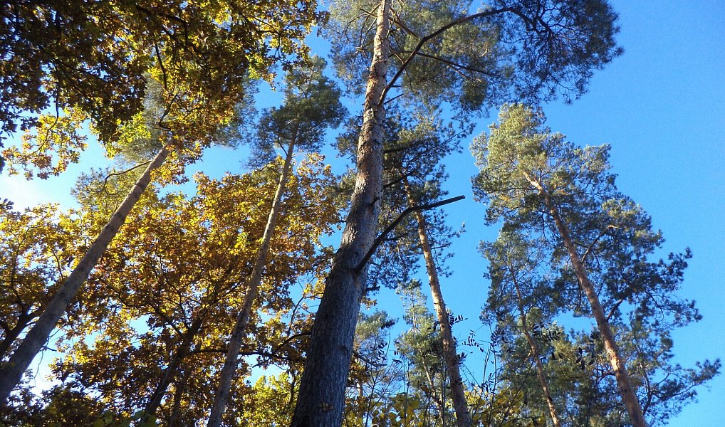 Prodej pozemku 2 102 m², Římov – náhled fotky 3