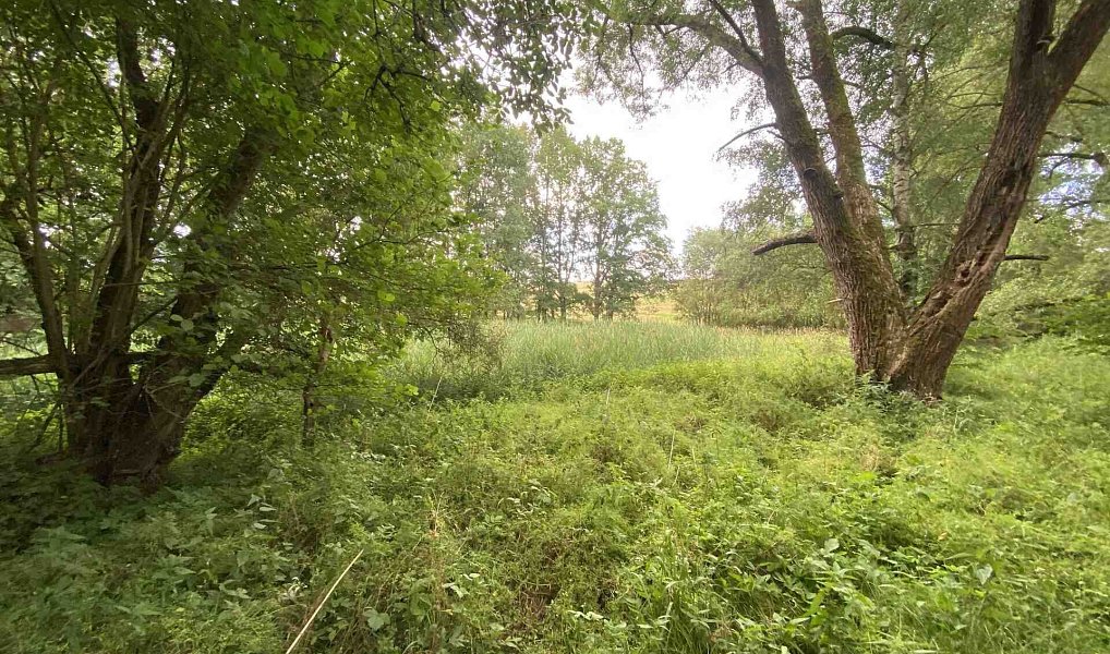 Prodej louky 4 246 m², Nové Hrady – náhled fotky 7