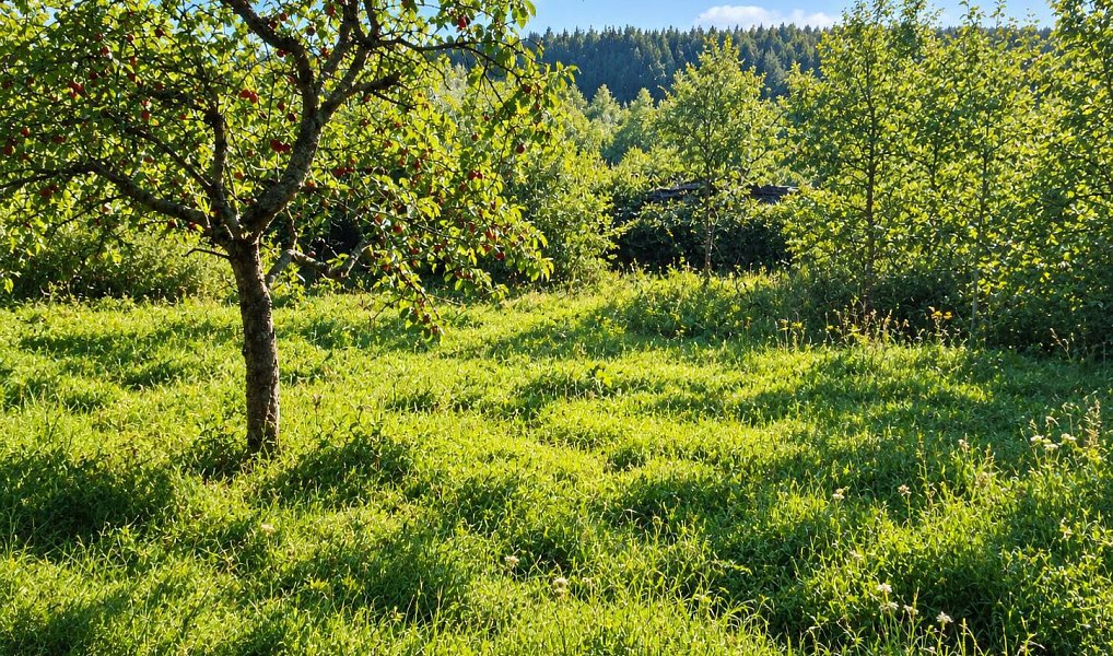 Prodej stavebního pozemku 1 074 m², Nová Bystřice – náhled fotky 2