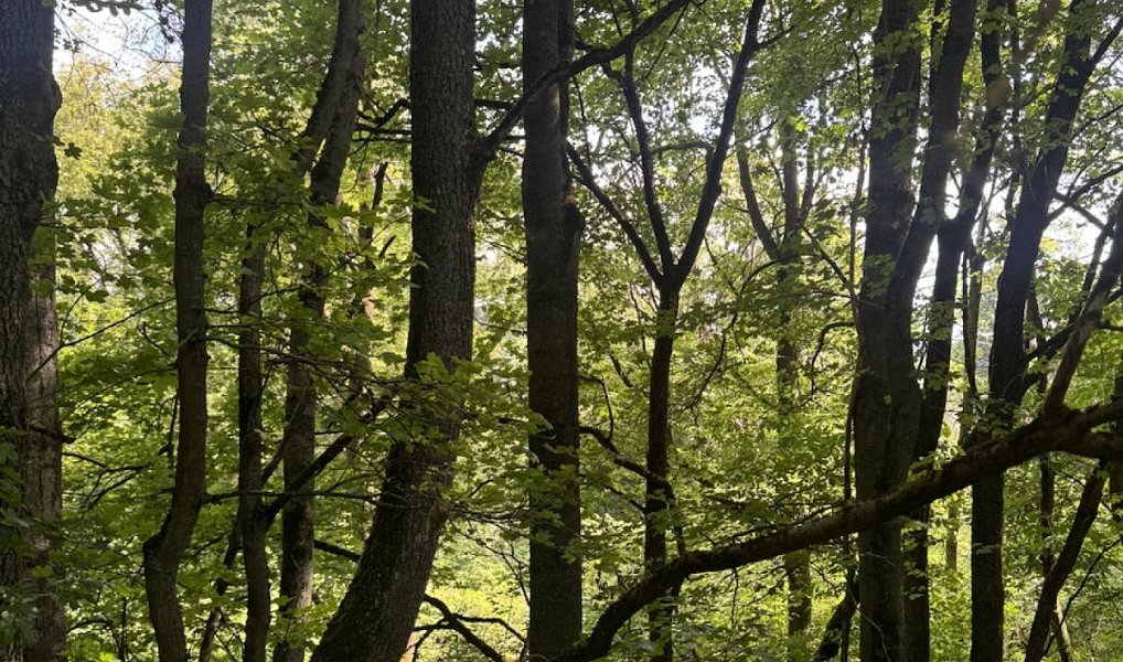 Prodej lesa 6 851 m², Dobříč – náhled fotky 3