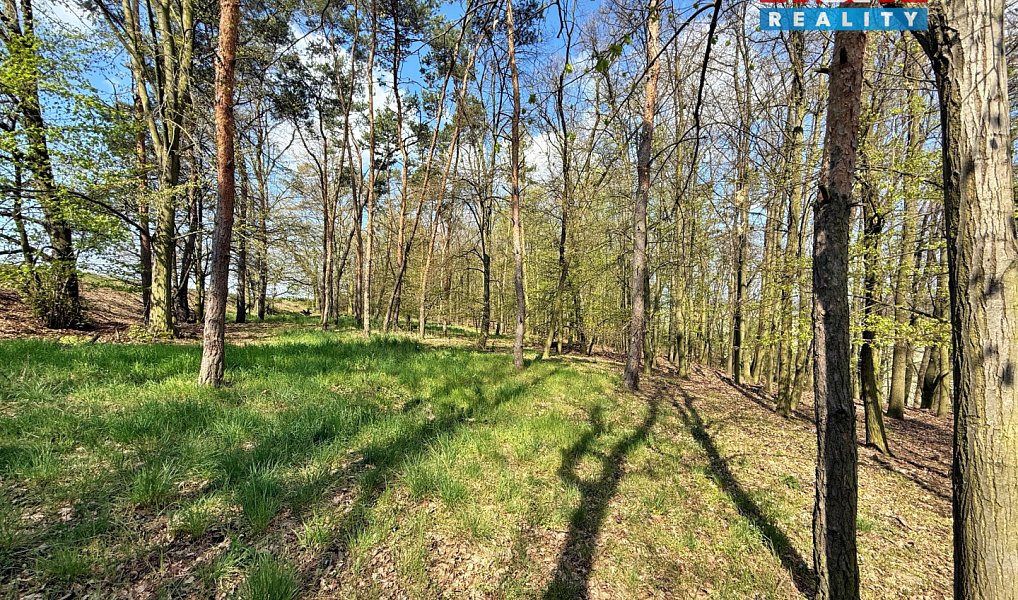 Prodej lesa 4 629 m², Mochov – náhled fotky 7