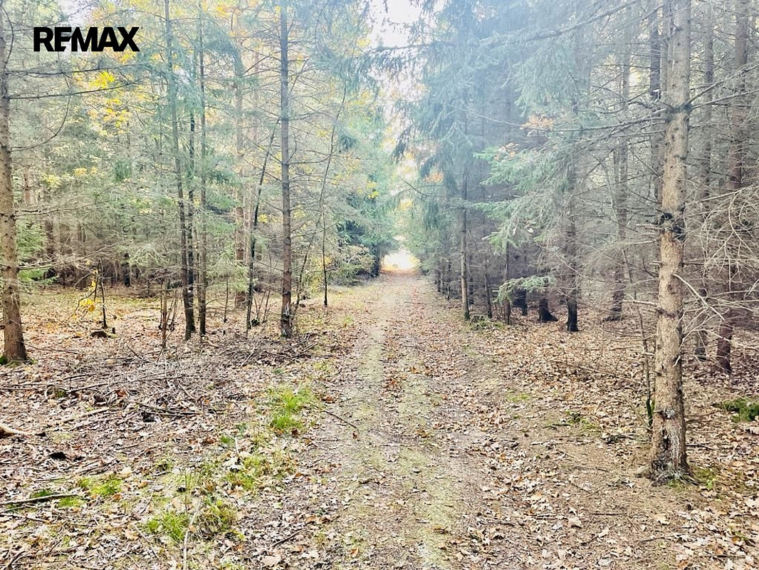Prodej lesa 1 919 m² – fotografie 2