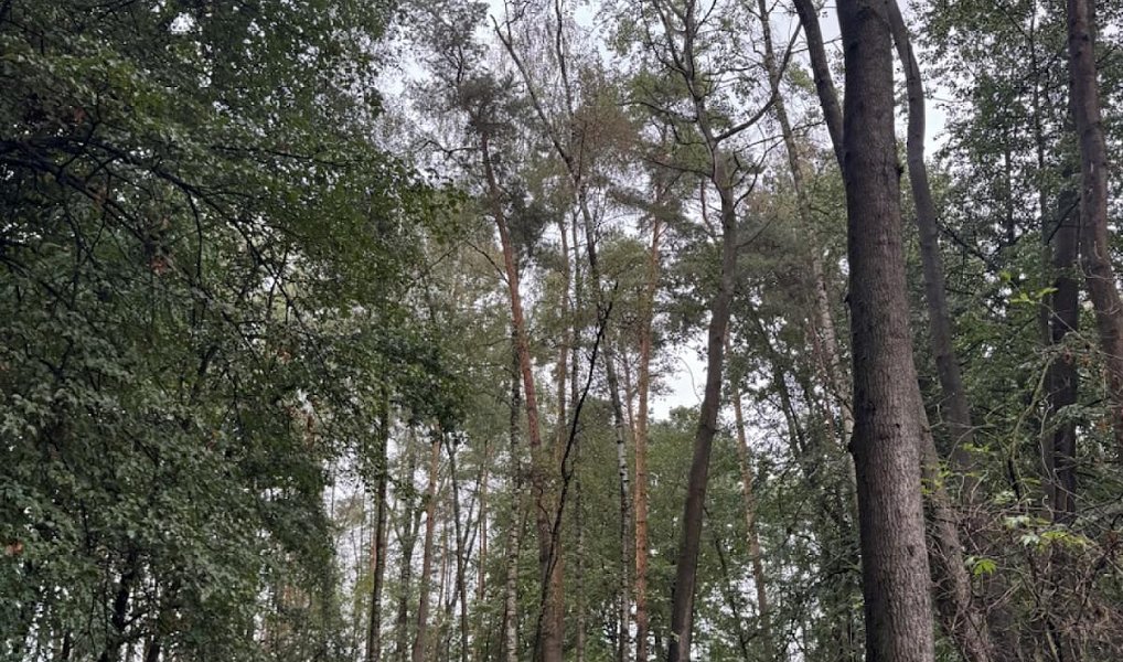 Prodej lesa 7 152 m², Lažany – náhled fotky 7