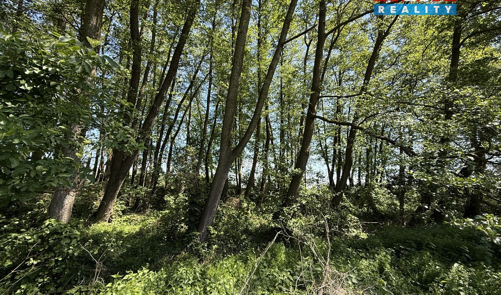 Prodej lesa 5 227 m², Lysá nad Labem – náhled fotky 2