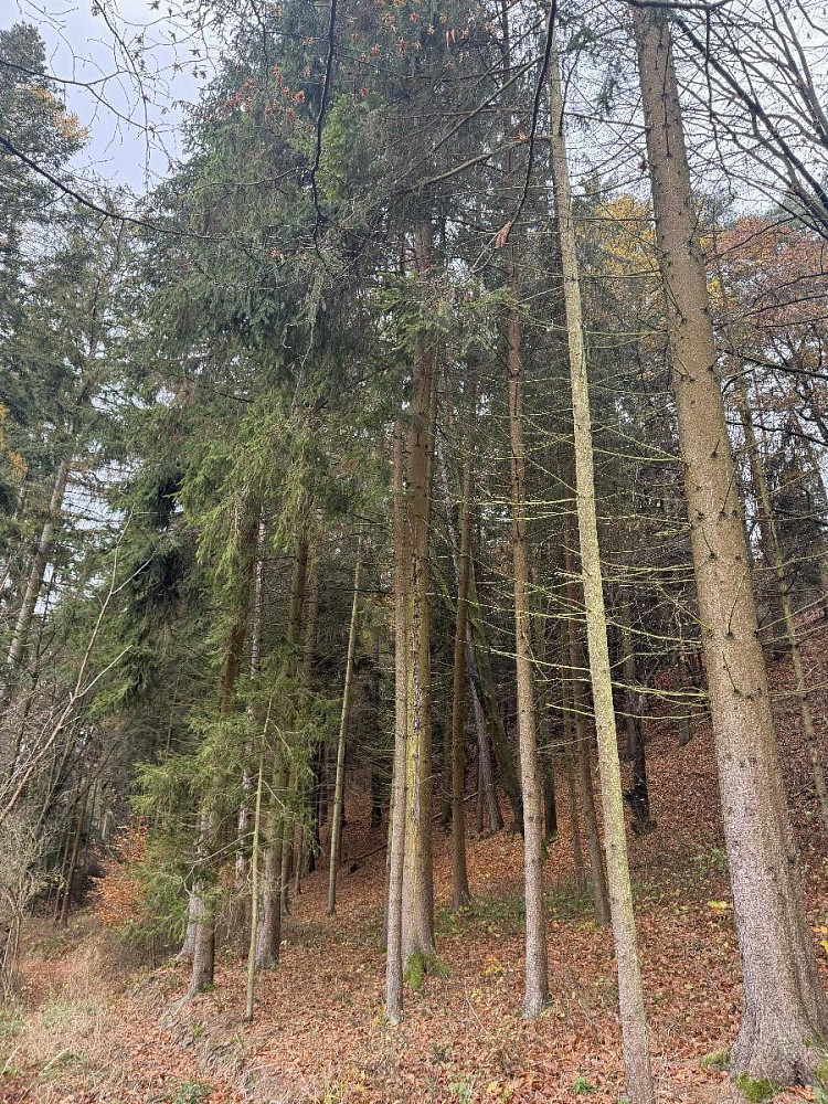 Prodej lesa 8 606 m²