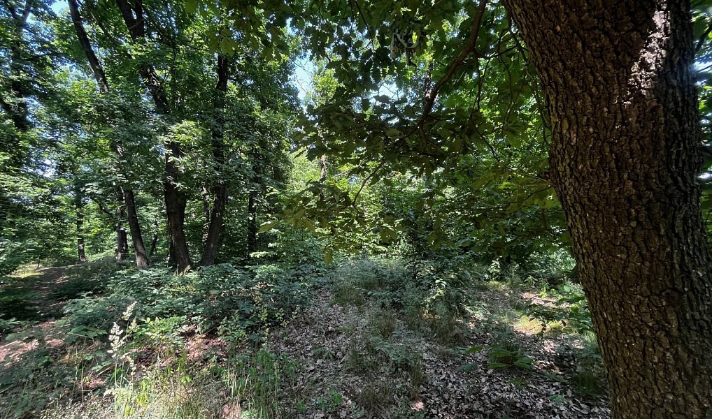 Prodej lesa 13 687 m², Zdiby – náhled fotky 5