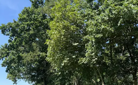 Prodej lesa 1 568 m², Obruby - Království