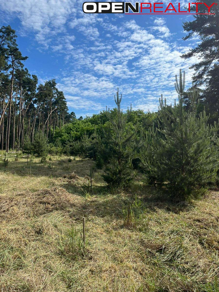 Prodej lesa 8 713 m²