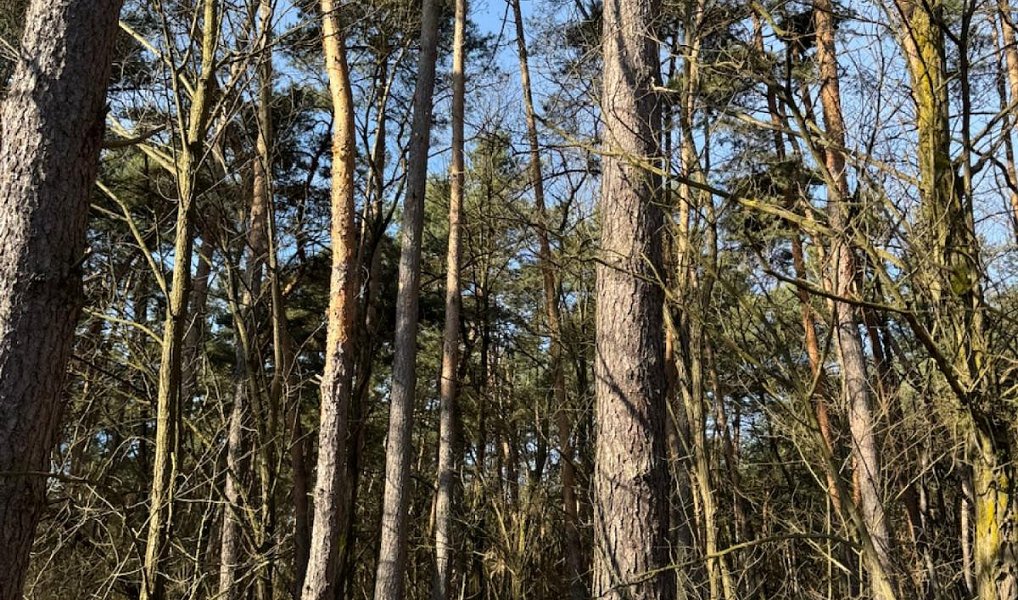 Prodej lesa 3 963 m², Vacenovice – náhled fotky 2
