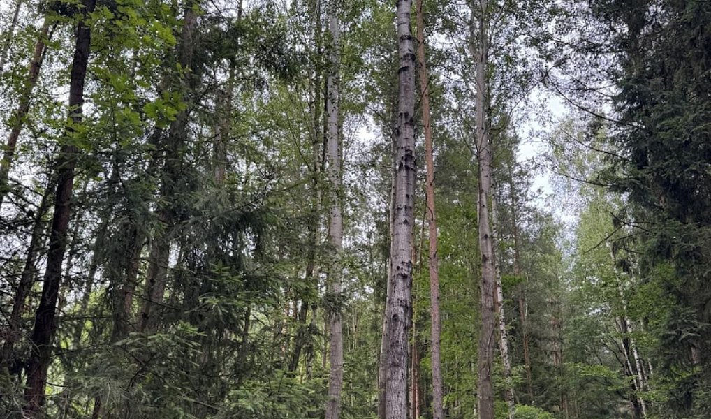 Prodej lesa 11 311 m², Velešovice – náhled fotky 3