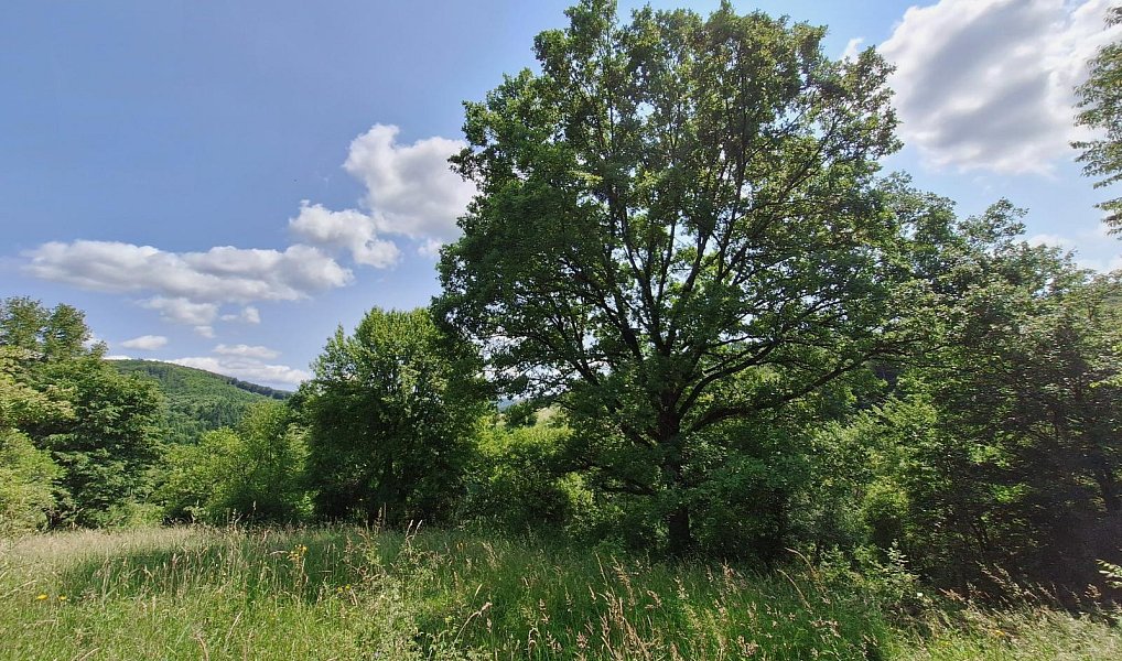 Prodej domu 80 m² s pozemkem 18 929 m², Žítková – náhled fotky 17