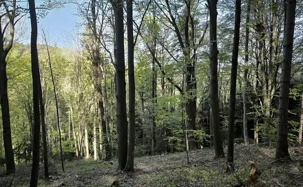 Prodej lesa 8 428 m², Nemojany, okres Vyškov