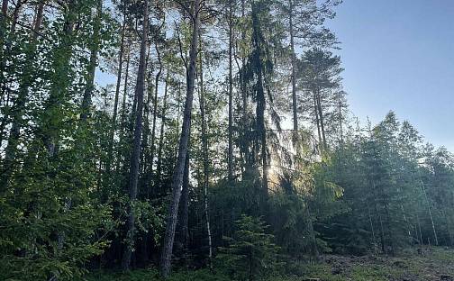 Prodej lesa 21 727 m², Bechyně, okres Tábor