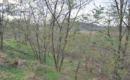 Prodej zahrady 10 731 m², Bechlín, okres Litoměřice