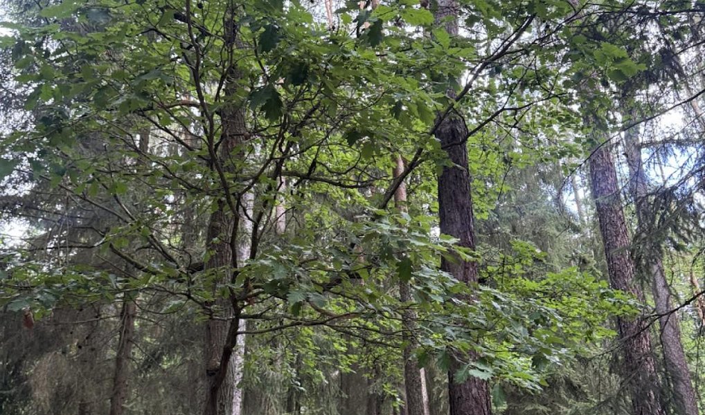 Prodej lesa 9 837 m², Dobříč – fotka 1 z 29