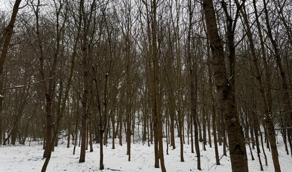 Prodej lesa 20 326 m², Chotiměř – náhled fotky 8