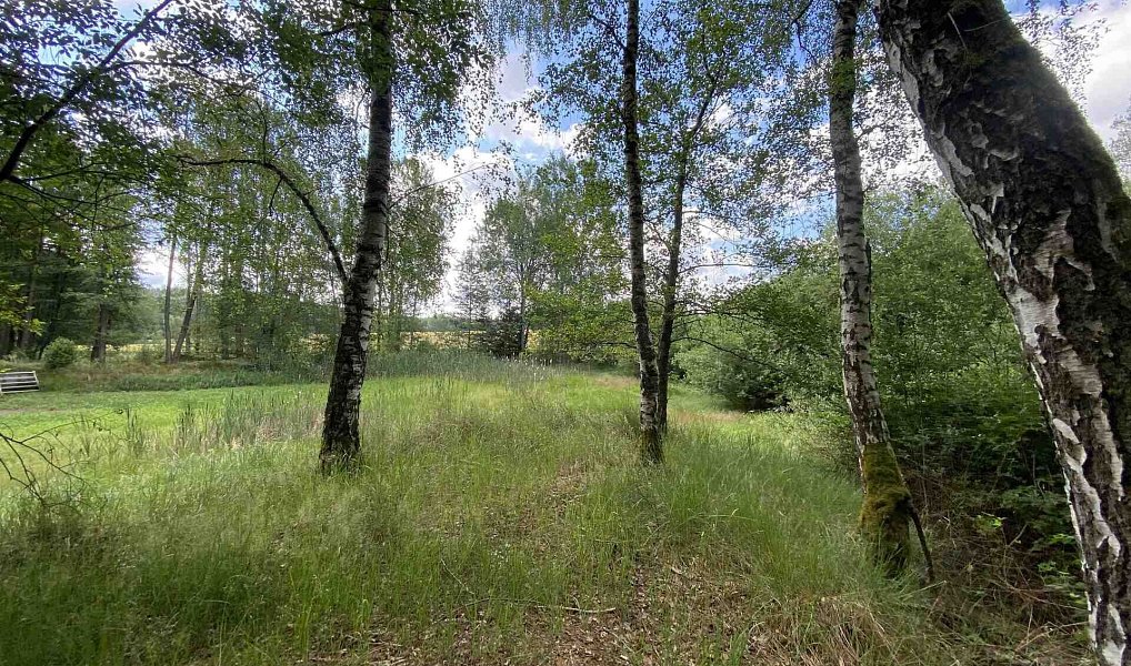 Prodej louky 10 951 m², Trhové Sviny – náhled fotky 5