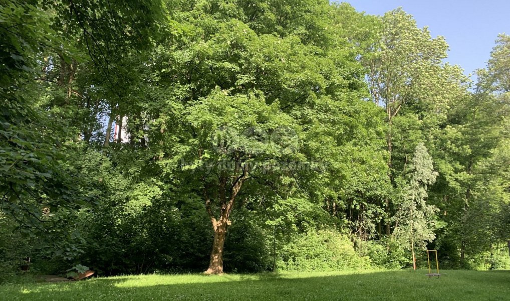Prodej lesa 9 272 m², Třinec – náhled fotky 3